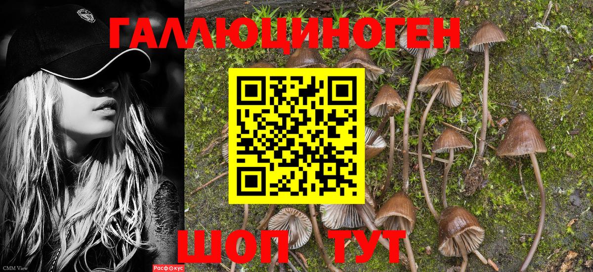 Псилоцибиновые грибы мицелий  Псилоцибиновые грибы прущие грибы  Вход с VPN  Нижнеудинск 